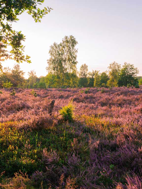 Heath landscape sea of flowers